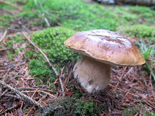 Steinpilz