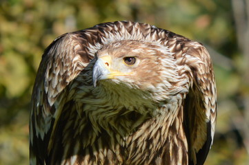 aigle