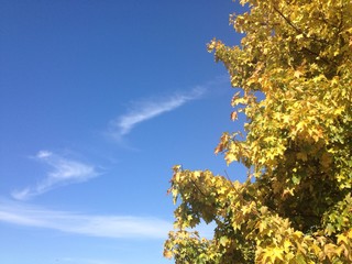 Herbstgd