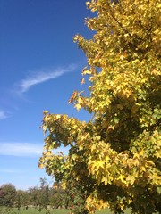 Fototapeta premium Herbstgold