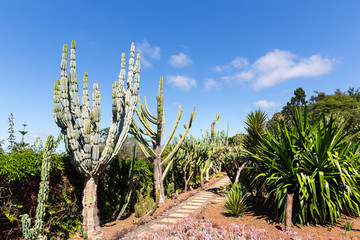 Cacti in the garden