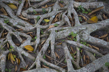 Tree roots during the summer