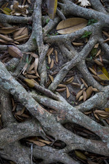 Tree roots during the summer