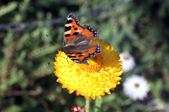 Red Admiral butterfly insect feeding on the pollen of a straw flower plant