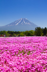 Obraz premium Japan Shibazakura Festival with the field of pink moss of Sakura or cherry blossom with Mountain Fuji Yamanashi, Japan (Fuji mountain focus)