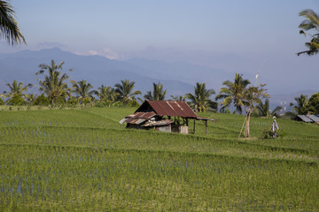 Rice paddies in Bali Indonesia