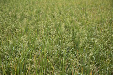 Rice paddies in Bali Indonesia