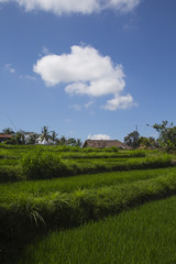 Fototapeta na wymiar Rice paddies in Bali Indonesia