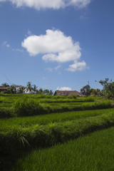 Rice paddies in Bali Indonesia