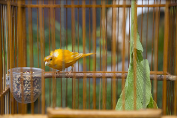 Yellow bird in cage in wood