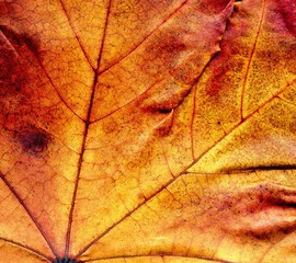 Detailed Fall Maple Leaf Texture