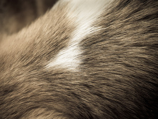 dog fur background (28)