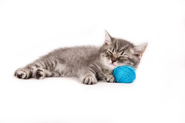 Fototapeta na wymiar Little funny British kitten sleeping on ball of yarn