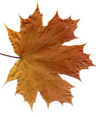 Detailed Fall Maple Leaf