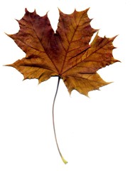Detailed Fall Maple Leaf