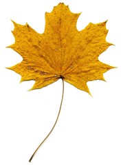 Detailed Fall Maple Leaf