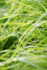 Fototapeta na wymiar Fresh Morning Grass