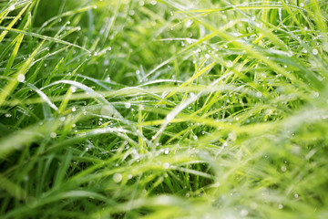 Fresh Morning Grass