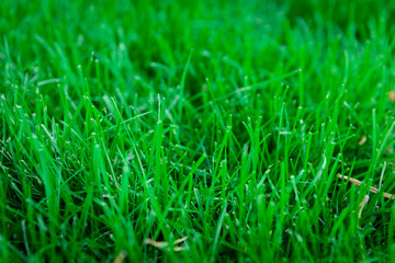 Fresh green grass