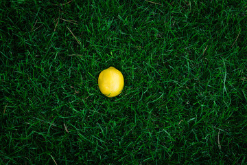 Lemon on a green grass
