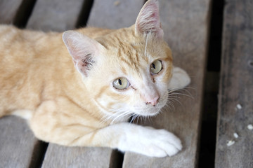 Lazy cat lying down on the wooden floor - Soft focus