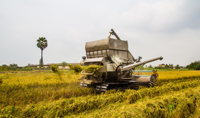 Fototapeta na wymiar Combine Harvester in rice field