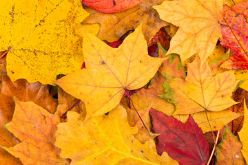 Fall leaves background