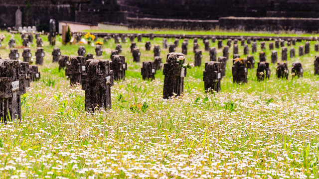 line of graves surrounded by Daisy flowers