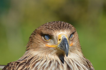 aigle
