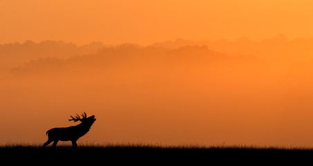 Fototapeta premium Silhouette of a red deer stag against an orange misty background