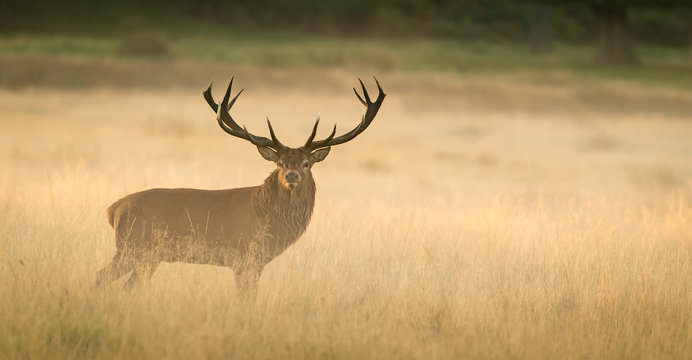 Fototapeta Red Deer Stag at dawn  