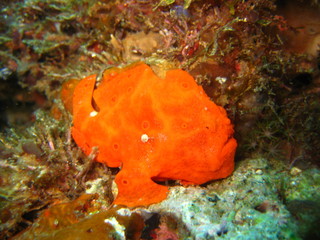 Fototapeta premium Anglerfisch