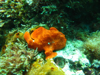 Anglerfisch
