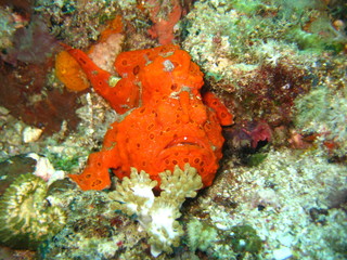 Fototapeta premium Anglerfisch