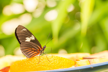 Schmetterling © mp1982_06