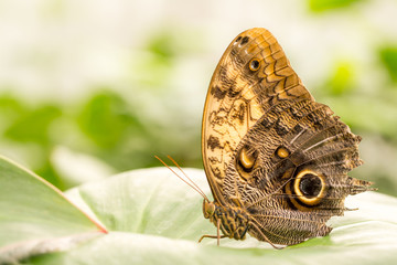 Schmetterling © mp1982_06