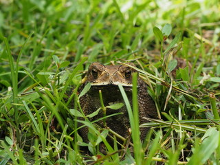 A big toad sit on ground in the morning