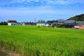 奈良　山の辺の道