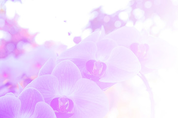 Flowers background blur