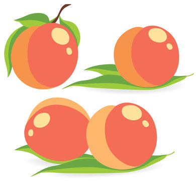 Collection of peach vector illustrations