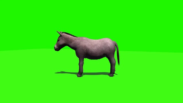 Donkey idle - 3 different views with shadow - loop - green screen
