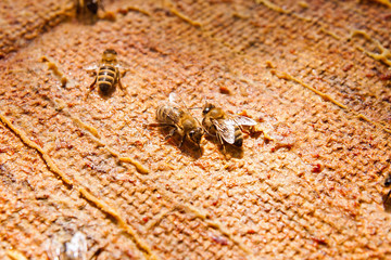 Close up view of the working bees.