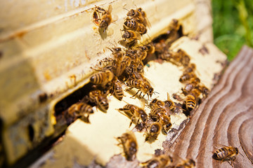 Plenty of bees at the entrance of beehive in apiary.
