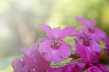 Colorful orchids and blur the background.
