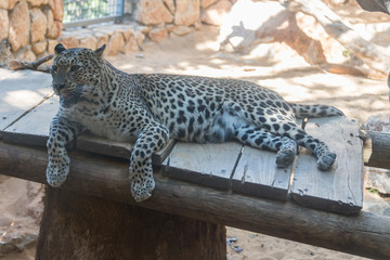 Leopard at Haifa Zoo