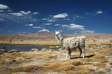 Lamas, Altiplano, Bolivia © sunsinger