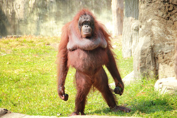 Standing orangutan © pepscostudio