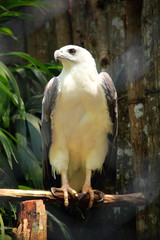 Brahminy kite