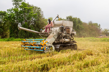 Fototapeta premium Combine Harvester in rice field