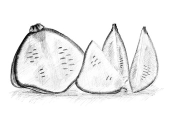 Original pencil drawing by the bush pumpkin or squash